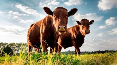 Bull Center organiza congreso con especialistas del mundo para una ganadería más eficiente y rentable