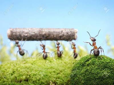 Trabajo de hormiga - El Independiente