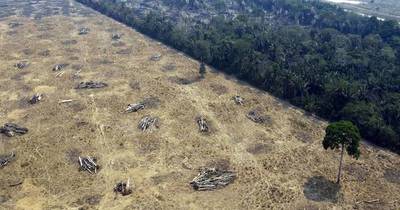 La Nación / Deforestación de la Amazonía brasileña alcanza récord para octubre