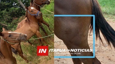RECUPERAN TRES CABALLOS HURTADOS EN LUCHA CONTRA EL ABIGEATO. - Itapúa Noticias