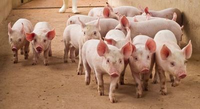 Producción porcina redirecciona exportaciones y destacan uso de la tecnología para el desarrollo ganadero - MarketData