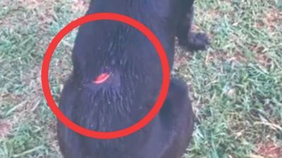 Macheteó a un perro para salvar al pavo de su mamá