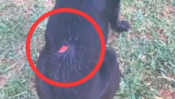 Macheteó a un perro para salvar al pavo de su mamá