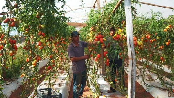 Situación crítica de tomateros del departamento de Caaguazú