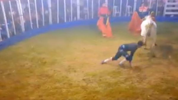 ¡Toro le noqueó con una patada! Torín casi termina en tragedia en Caaguazú
