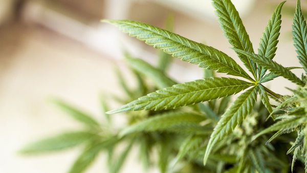 No hay muchos avances en el uso de cannabis medicinal en Paraguay