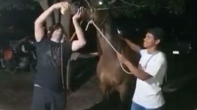 Denunciarán a policía por dar bebida alcohólica a un caballo en San Pedro