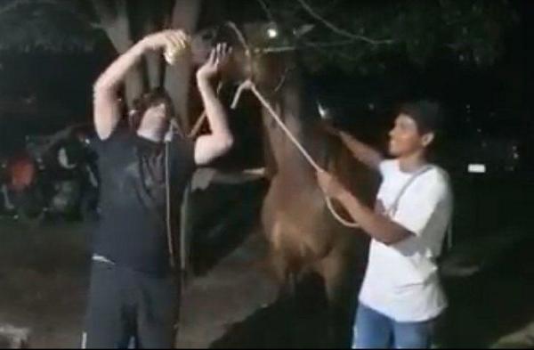 Policía denunciado por dar bebida alcohólica a un caballo – Prensa 5