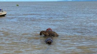 Rescatan del mar a un yaguareté a varios kilómetros de la costa