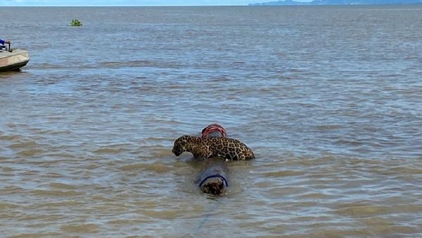 Rescatan del mar a un yaguareté a varios kilómetros de la costa