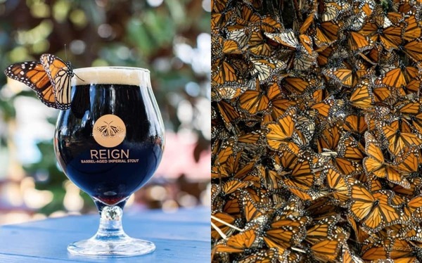 Beber cerveza ahora ayuda a las mariposas - El Independiente