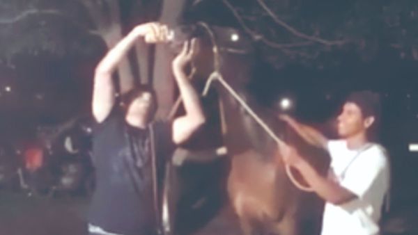 Policía le dio de tomar cerveza a su caballo