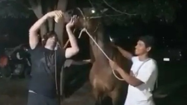 Denuncian a policía por dar de beber cerveza a un caballo