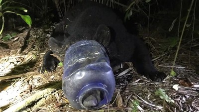 Liberan a una osa que deambuló por Florida con un recipiente de plástico atascado en la cabeza | Ñanduti