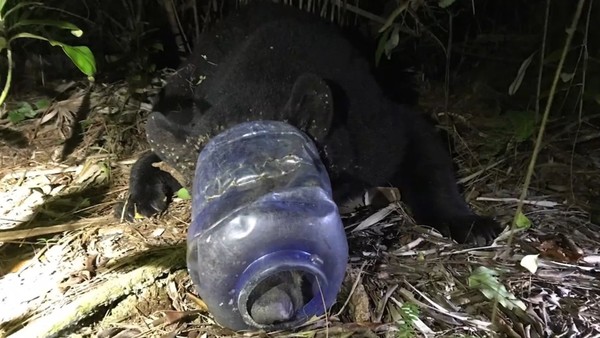 Liberan a una osa que deambuló por Florida con un recipiente de plástico atascado en la cabeza | Ñanduti