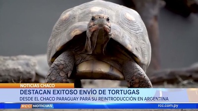 DESTACAN EXITOSO ENVIÓ DE TORTUGAS