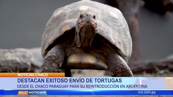DESTACAN EXITOSO ENVIÓ DE TORTUGAS