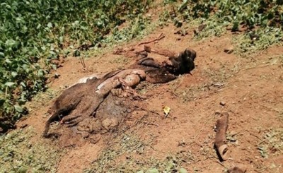 Abigeos hurtan dos animales y los faenan en medio de un sojal en Irala