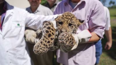 Dos crías de yaguareté se suman en el Refugio Faunístico Atinguy - Nacionales - ABC Color