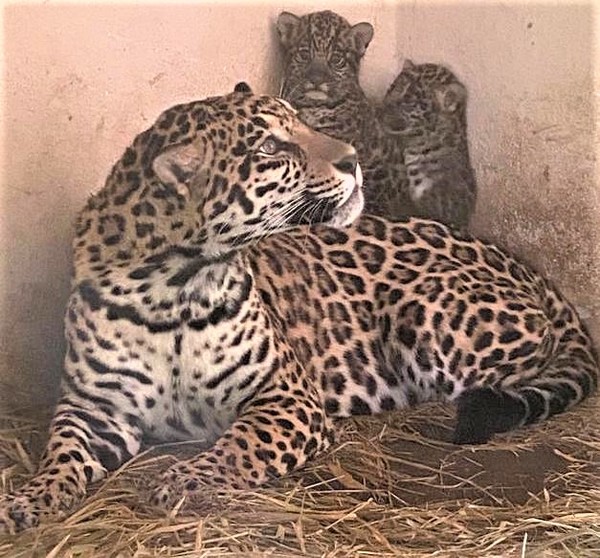 Nacen dos crías de yaguareté en el Refugio Faunístico Atinguy de Yacyretá - .::Agencia IP::.