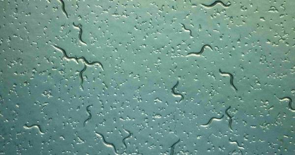 La Nación / Japón: empresa de biotecnología utiliza gusanos diminutos para detectar cáncer