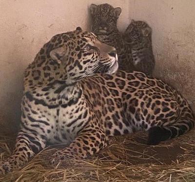 Nacieron dos crías de yaguareté en el Refugio Faunístico Atinguy, de Yacyretá - El Trueno