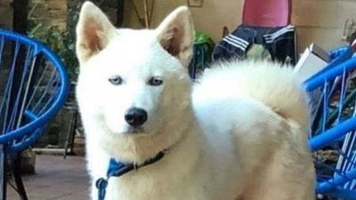 Mataron de un balazo a perro y lo tiraron en un baldío