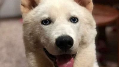 Matan de un disparo a un perro de la raza akita en Paraguarí
