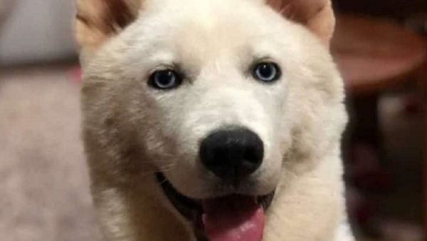Matan de un disparo a un perro de la raza akita en Paraguarí