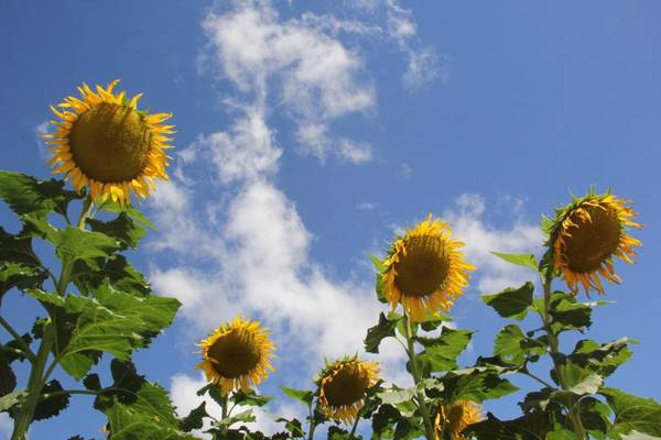 Prevén excelente zafra de girasol por los buenos rindes esperados y el precio global