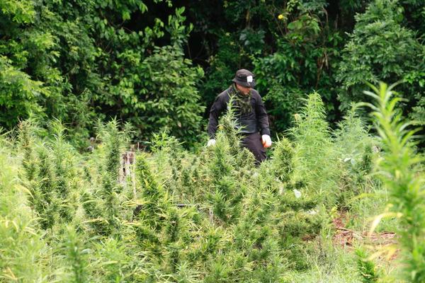 Senad y Policía del Brasil destruyen más de 6,5 toneladas marihuana en Amambay - .::Agencia IP::.