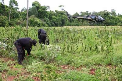 En trabajo conjunto la Senad y Policía del Brasil destruyeron más de 6,5 toneladas marihuana en Amambay
