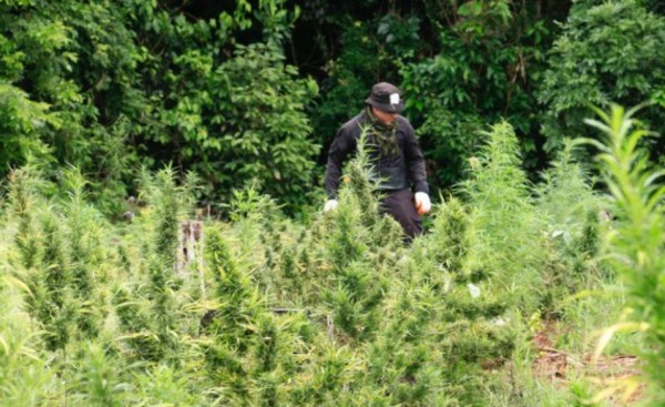 Senad y Policía del Brasil destruyen más de 6,5 toneladas marihuana
