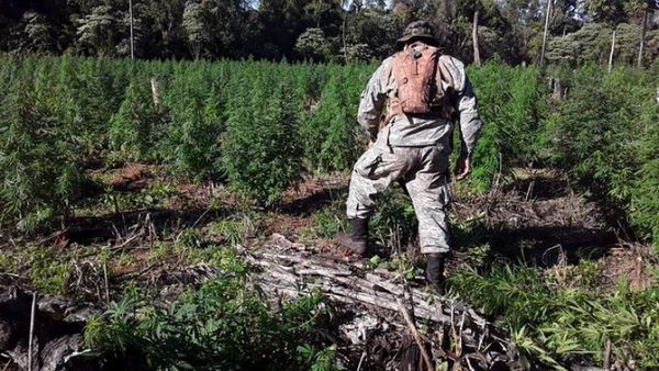 Senad y Policía del Brasil logran destruir más de 6,5 toneladas marihuana en Amambay