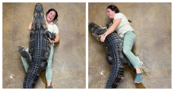 El “cariñoso” abrazo de un caimán de más de 90 kilos a su cuidadora: “Innecesario e irresponsable” - SNT