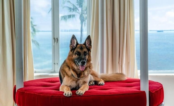 Diario HOY | El perro más rico del mundo vende casa en Miami por casi US$ 32 millones