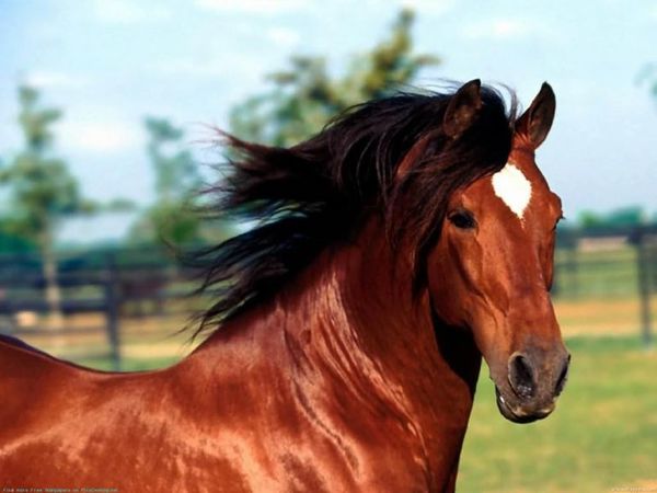 Cae una red clandestina que vendía carne de caballo a restaurantes en Brasil - Mundo - ABC Color