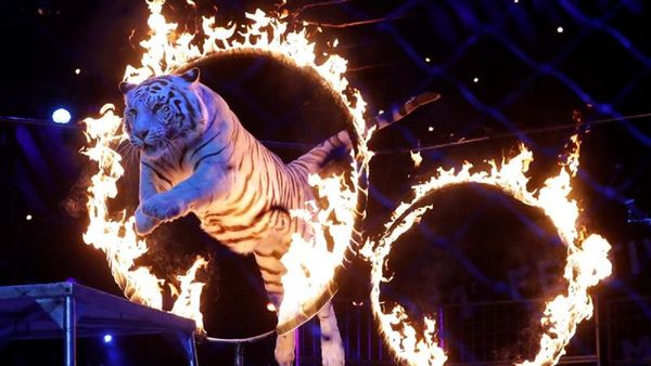 Francia prohíbe por ley animales salvajes en los circos