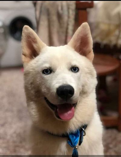 Paraguarí: Un perro de la raza akita de nombre Duke murió luego de recibir un disparo, se desconoce al autor del hecho