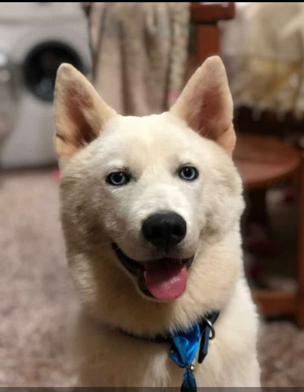 Paraguarí: Un perro de la raza akita de nombre Duke murió luego de recibir un disparo, se desconoce al autor del hecho