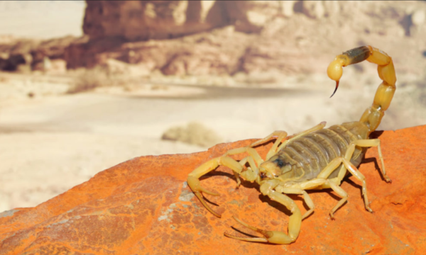 Plaga de escorpiones invade Egipto y deja 3 muertos