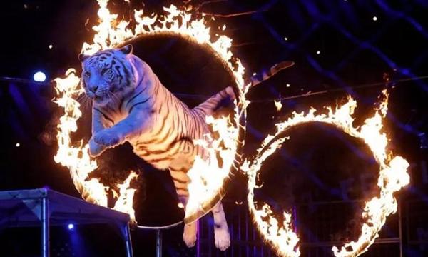 Prohíben por ley animales salvajes en los circos en Francia – Prensa 5