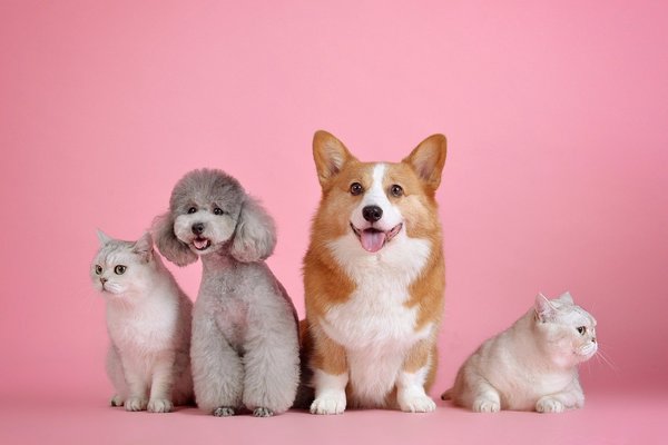 Francia prohibirá venta de animales domésticos a partir de 2024 - Megacadena — Últimas Noticias de Paraguay