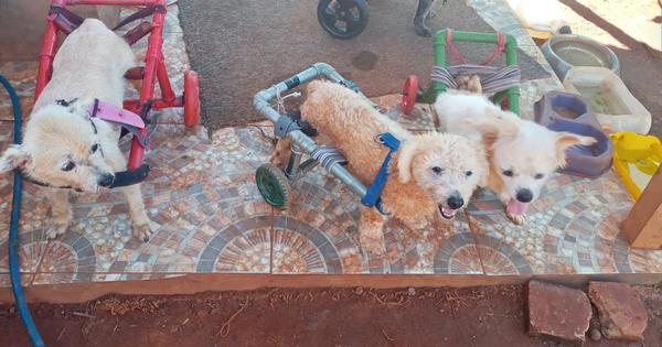 Apelan a la solidaridad para mejorar la vida de peluditos con discapacidad
