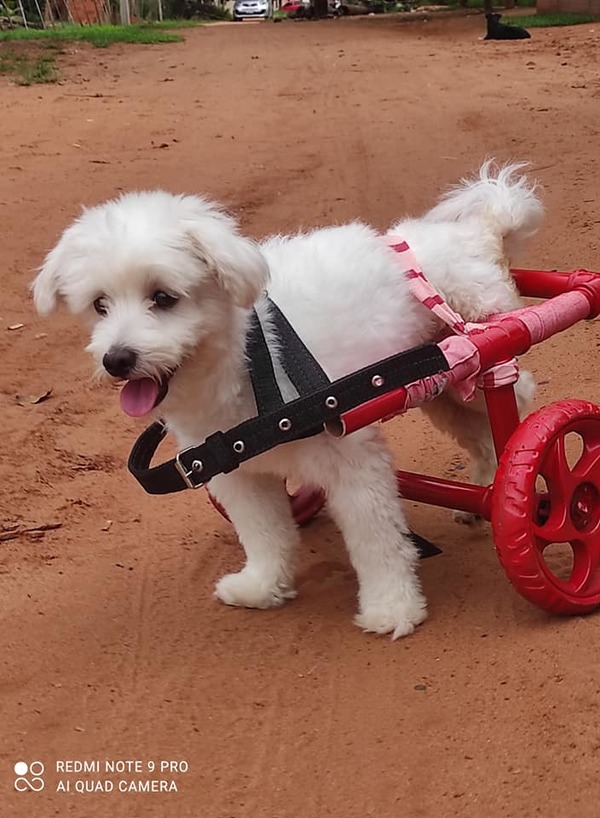 Perritos y gatitos con discapacidad necesitan ayuda