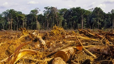 Deforestación en la Amazonia aumentó un 22%, récord en los últimos 15 años - Megacadena — Últimas Noticias de Paraguay