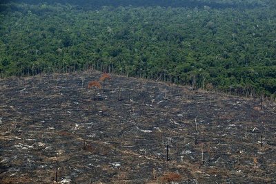 La deforestación en la Amazonía brasileña aumentó y alcanza el máximo de los últimos 15 años | Ñanduti