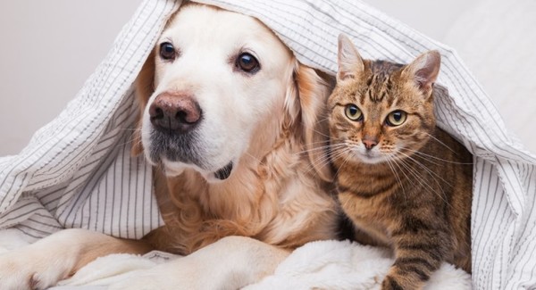A partir del 1º de enero de 2024 no se podrá vender animales en Francia