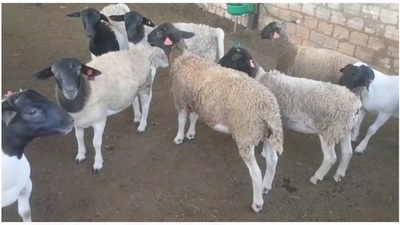 Invitan a invertir en la producción de ovinos