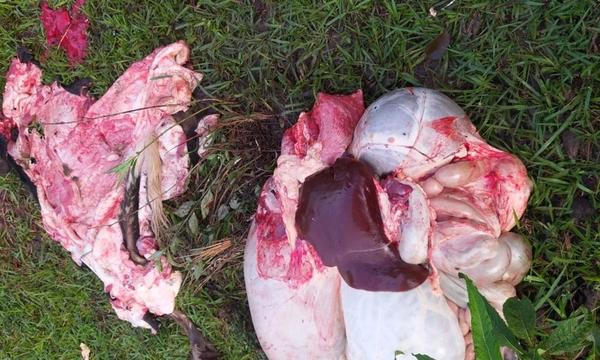 Abigeos faenan dos vacas en Coronel Oviedo – Prensa 5